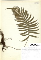 藏品(密毛小毛蕨)的圖片